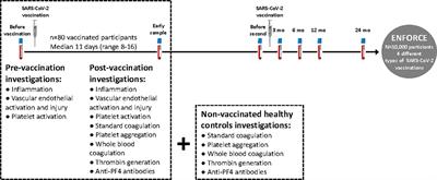 Inflammation and Platelet Activation After COVID-19 Vaccines - Possible Mechanisms Behind Vaccine-Induced Immune Thrombocytopenia and Thrombosis